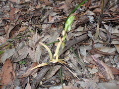 Pterostylis longifolia