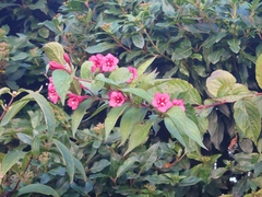 Weigela