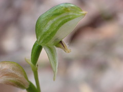 Pterostylis longifolia