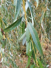 Salix