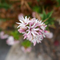 Sprengelia incarnata