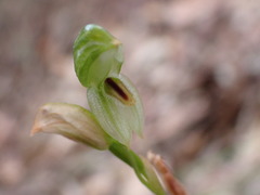 Pterostylis longifolia