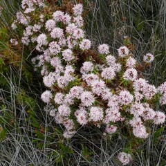 Sprengelia incarnata