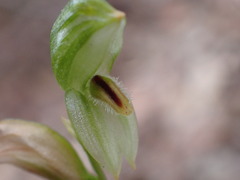 Pterostylis longifolia