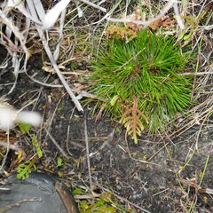 Selaginella uliginosa