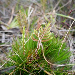 Selaginella uliginosa