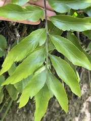 Asplenium oblongifolium