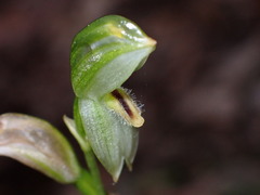 Pterostylis longifolia