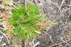 Selaginella uliginosa