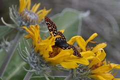 Euphydryas anicia