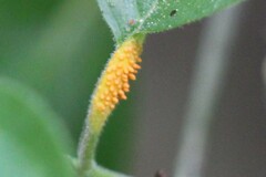 Puccinia coronata