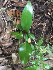 Pseudopanax lessonii