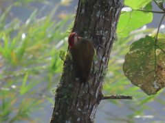 Colaptes rubiginosus