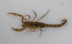 Serradigitus gertschi