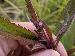 Verbena hastata
