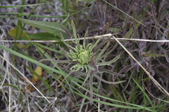 Castilleja thompsonii