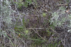 Castilleja thompsonii