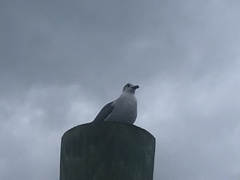 Leucophaeus atricilla