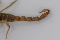 Serradigitus gertschi