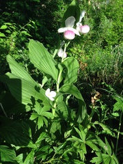 Cypripedium reginae