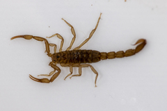 Serradigitus gertschi