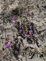 Abronia villosa villosa
