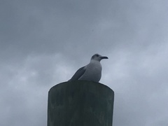 Leucophaeus atricilla