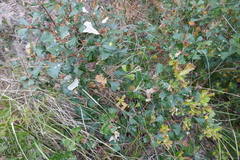 Banksia integrifolia