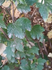 Ribes uva-crispa