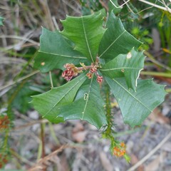 Banksia integrifolia
