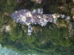 Scorpaena porcus