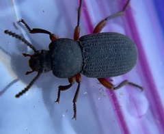 Apsena laticornis