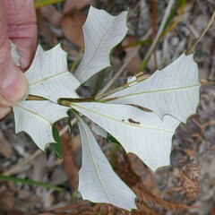 Banksia integrifolia