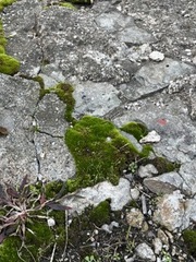 Dicranum montanum