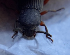 Apsena laticornis