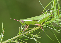 Aptenopedes sphenarioides