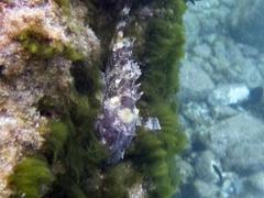 Scorpaena porcus