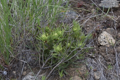 Castilleja thompsonii