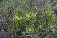 Castilleja thompsonii