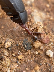 Novomessor albisetosus