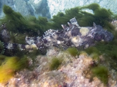 Scorpaena porcus