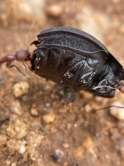 Novomessor albisetosus
