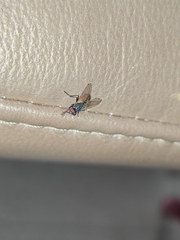 Musca domestica