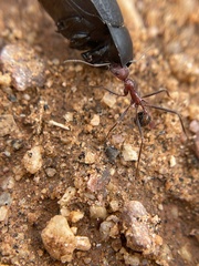 Novomessor albisetosus