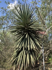 Yucca treculiana