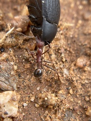 Novomessor albisetosus