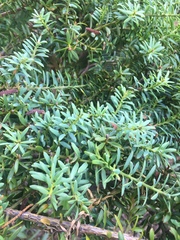 Podocarpus
