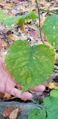 Eurybia macrophylla