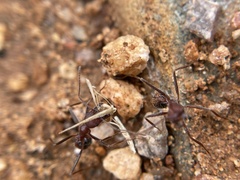Novomessor albisetosus