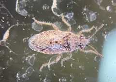 Arhyssus